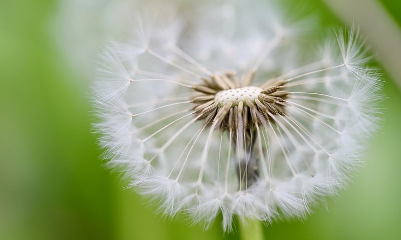 Celestial Seeds